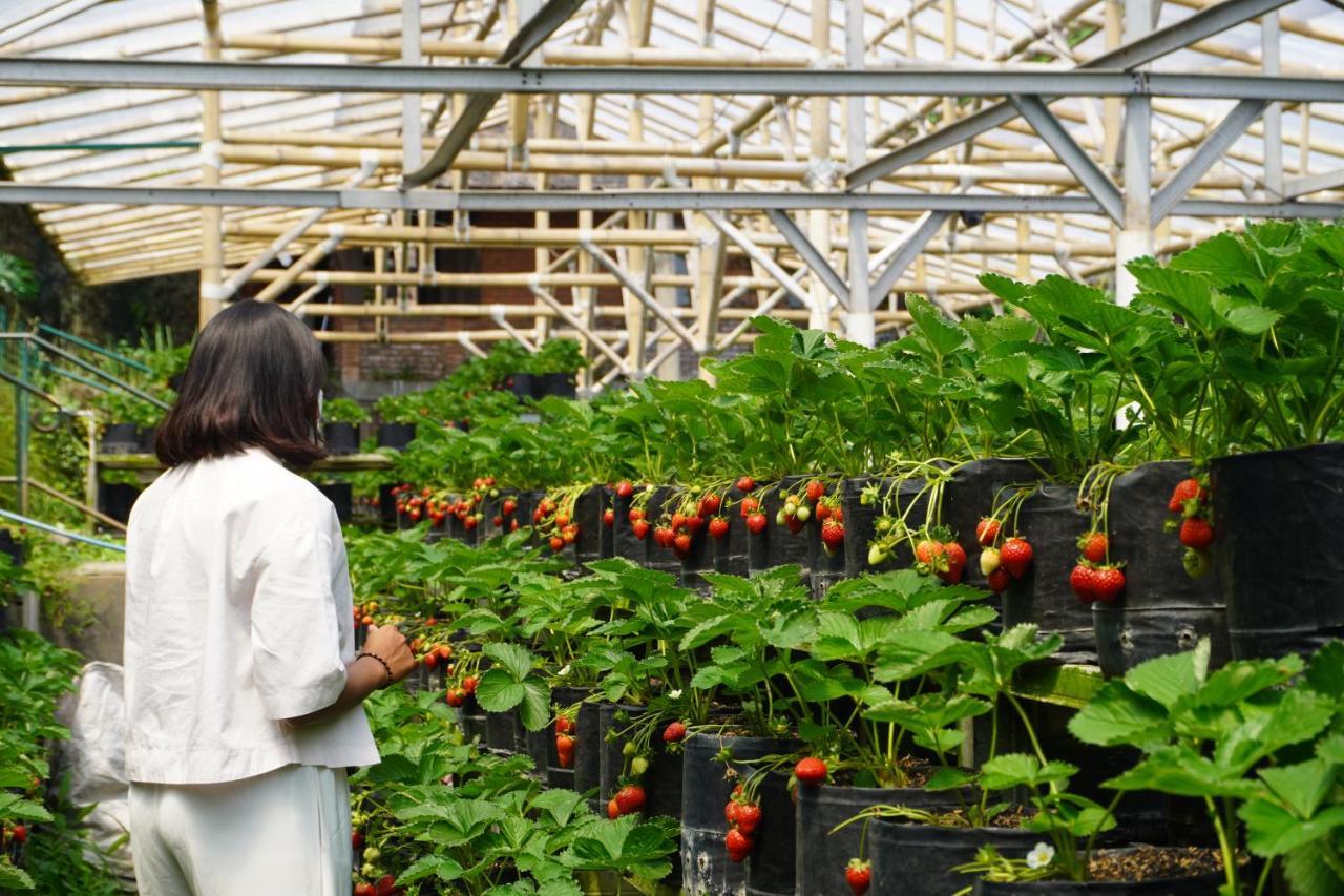 Rumah Stroberi Organic Farm & Family Lodge Lembang Eksteriør bilde